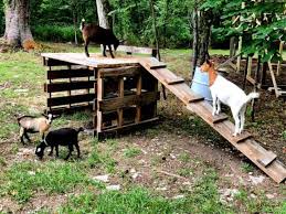 15 Free Diy Goat Shelter Plans Goat