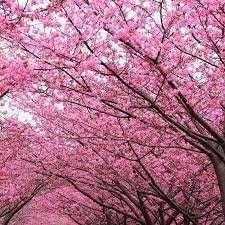 Kwanzan has consistently remained the most popular flowering cherry tree in the world for a multitude of reasons, although none are so important as the sheer beauty kwanzans unparalled floral beauty has been adored for centuries. Kwanzan Flowering Cherry Naturehills Com