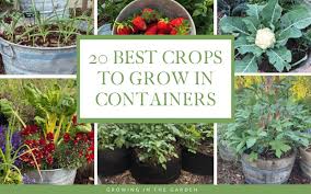 Best Vegetables For Container Gardening
