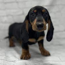 dachshund puppy black tan id 209