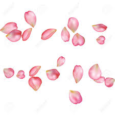 Spring Flower Petals Blossoms Blank Background Template Royalty