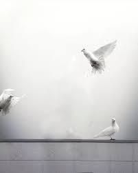 white bird picsart photo editing