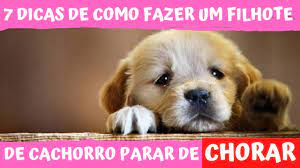 um filhote de cachorro parar de chorar