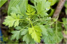 Extract of medicinal plant Artemisia annua interferes with replication ...