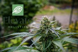 Patients can grow their own marijuana. Illinois Medical Marijuana Vs Recreational Elevate Holistics