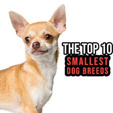 top 10 small dog breeds pethelpful