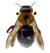 Males do not have a stinger and the tip of the abdomen is rounded. What S The Difference Between Carpenter Bees And Bumblebees