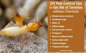The landlord or the tenant? Get Rid Of Termites Without Chemicals Diy Pest Control Tips