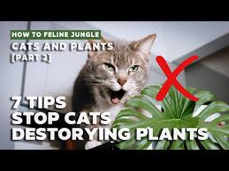 How To Keep Cats From Destroying Your