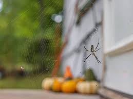 Keep Spiders Out During Fall