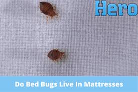 do bed bugs live in mattresses