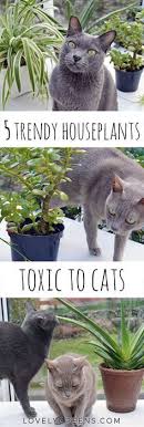 Toxic Plants For Cats Cat Plants