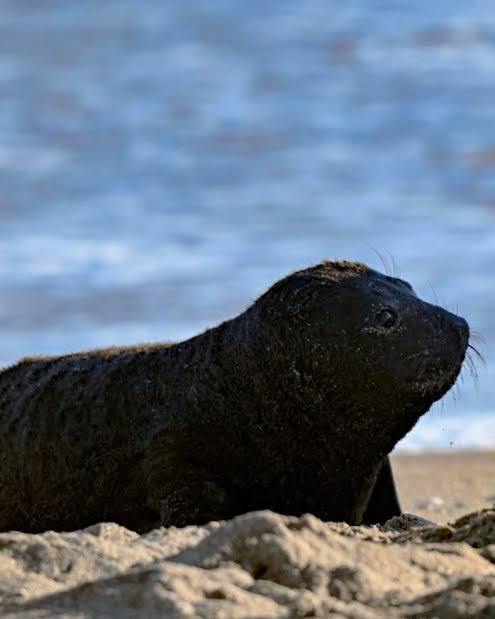 🔴 Van cayendo elefantes marinos a la playa del Unzué... 📌 Un nuevo ejemplar de elefante marino apareció en la costa de Mar del Plata, en la playa frente al Instituto Saturnino