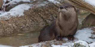 They also spend more time on land than sea otters that rarely ever leave the ocean. North American River Otter Smithsonian S National Zoo