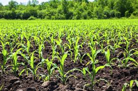 Corn Plant Seedlings In Field D25_97_204