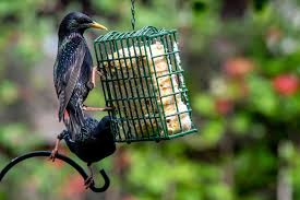 what birds eat suet and how to attract them
