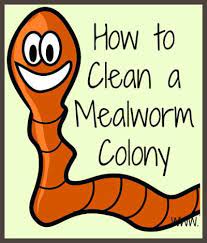 clean a mealworm colony the easiest way