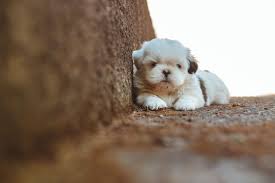 small cute dog royalty free photo