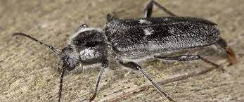 wood boring beetles what to look for