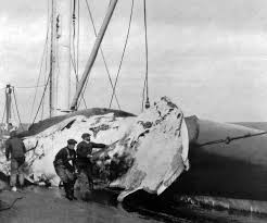 removing a blubber blanket from a whale