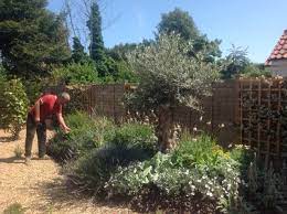 How To Plant An Olive Tree In The