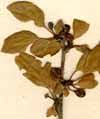 Linnean herbarium (S-LINN), Rhamnus pumilus L.