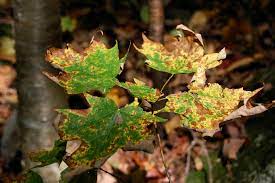 maple tree diseases lovetoknow