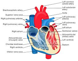 The Heart Boundless Anatomy And Physiology