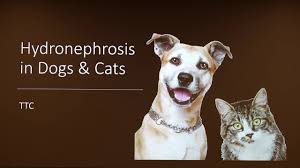 hydronephrosis in dogs and cats you