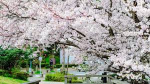 Ia biasanya tumbuh liar di alam semula jadi. Banyak Lagi Lokasi Sakura Yang Masih Rahsia Di Jepun Kenapa Baru Tahu Gaya Hidup Cari Infonet
