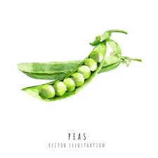 peas hand drawn watercolor painting