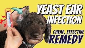 dog yeast ear infections great otc