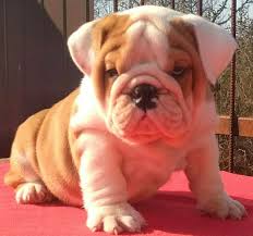 The english bulldog can display dominating behavior and requires a firm handler to show him his place. English Bulldog Puppies For Sale Near You Dav Pet Lovers