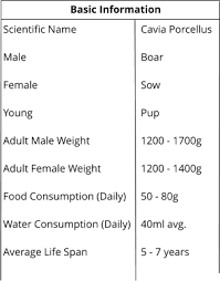 10 Types Of Guinea Pig Breeds Rare Baby Guinea Pig Weight Chart