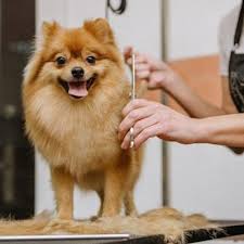 petco dog grooming central az baths