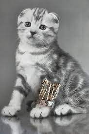 cat jewelry fall necklace bracelet