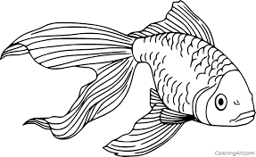 The optic nerve enters the eyeball at about the same place near the axis of rotation, which allows it to avoid excessive twisting. Betta Fish Coloring Page Coloringall