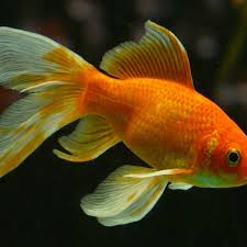 why do goldfish change color or turn