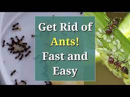 get rid of ants fast and easy