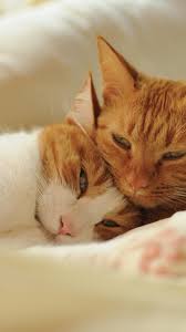 cats in love wallpapers wallpaper cave