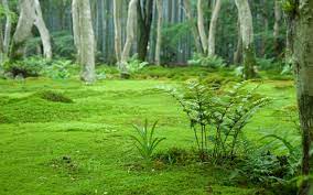 Jeffrey Friedl's Blog » Bed of Moss and Ferns, Revisited