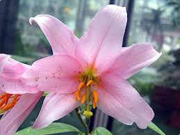 Lilium rubellum | 学名：Lilium rubellum | Flower Database