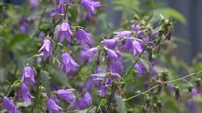YouShouldNOTGrowThis: The creeping bellflower | CBC News