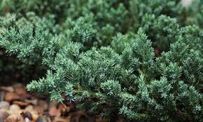 creeping juniper how to grow a living