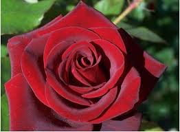 red rose black magic upstate flower