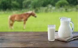 can-you-milk-a-horse