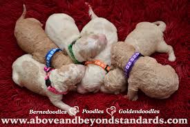 akc standard poodle puppies