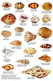 Shell Chart Sea Shells Shells Seashell Identification
