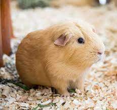 what s the best bedding for guinea pigs