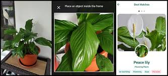 10 Best Free Plant Identification Apps